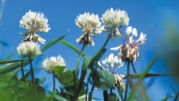 Farmers urged to consider alternatives to nitrogen as prices surge White clover (Trifolium repens) flowering in grassland .