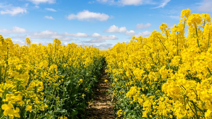 Improving oilseed rape establishment this autumn Protecting OSR yields