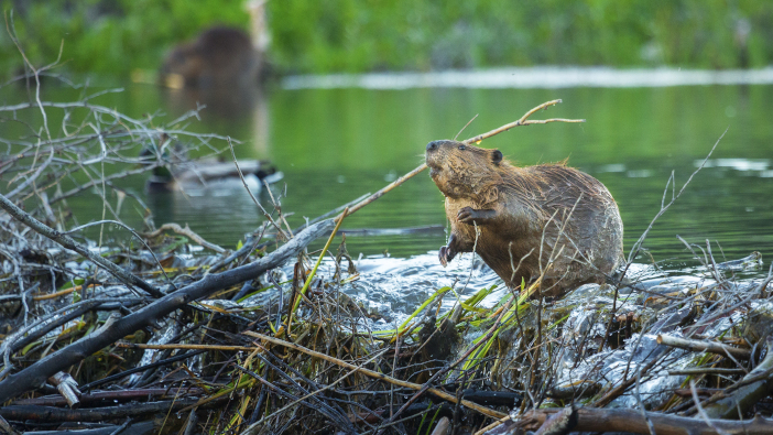 Consultation on beaver reintroduction prompts NFU response A,North,American,Beaver,Works,On,Its,Dam,In,Grand