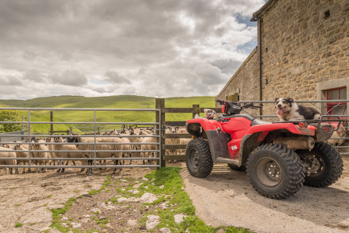 Sheepdog,On,The,Back,Of,A,Quad,Bike,Looking,At