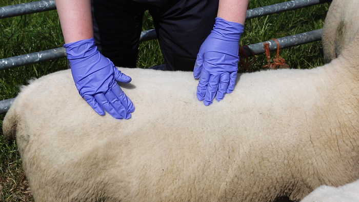 How to body condition score ewes ahead of tupping
