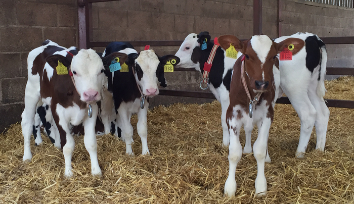 UK dairy farmers looking to buy British for calves