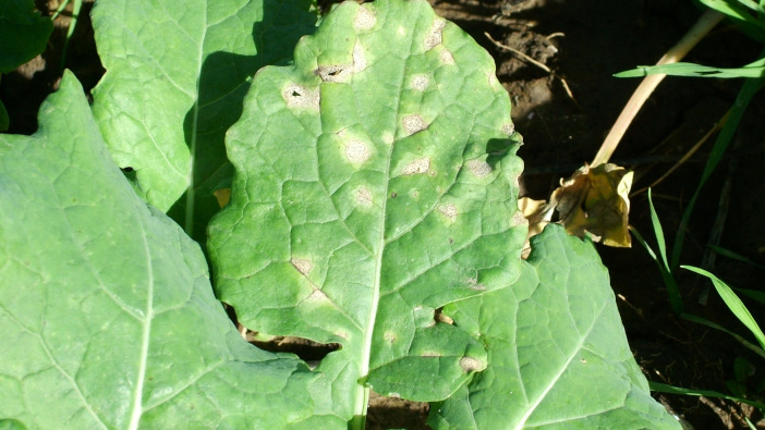 Disease risk forecasts and timely spray programmes can aid OSR crops this autumn LLS in OSR