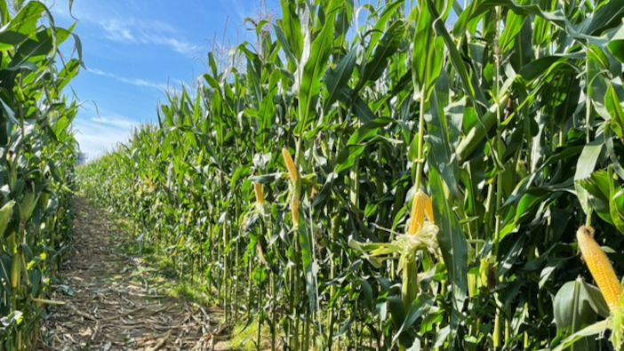 South East Water boosts post-maize grass funding Maize plots
