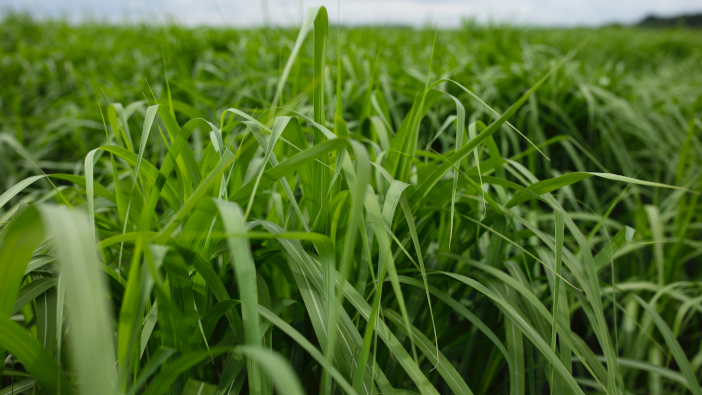 Miscanthus research gets government funding in bid to meet net-zero Miscanthus. (1)