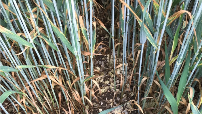 RGT Saki untreated (Early-drilled RL trial North Yorkshire, picture taken 5 July 2021)[2]