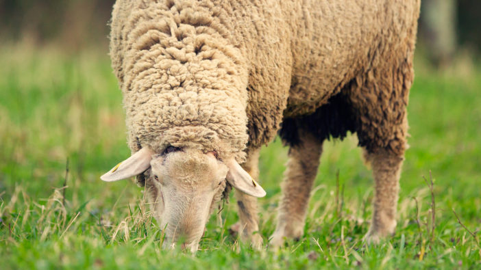 Cope Seeds introduces a new regenerative grass seed range Sheep grazing