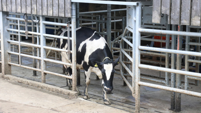 Allflex Livestock Intelligence launches new automatic sorting gate Sorting-gate-@300