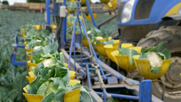Seminis Innovation Days to showcase the latest brassica varieties and crop protection Whitex cauliflower from Semins_© Seminis