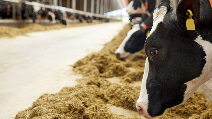 Protein levels plummet