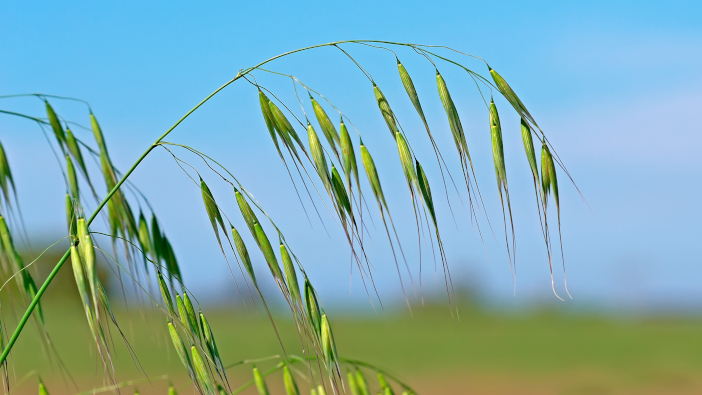 Wild,Oat,On,A,Clear,Day