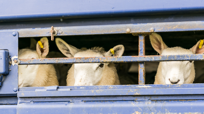 New welfare in transport guidance released by the NFU Sheep,In,Transportation,Truck,,England