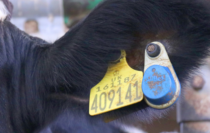 Allflex Livestock Intelligence launches LED-equipped version of its intelligent SenseHub monitoring ear tag