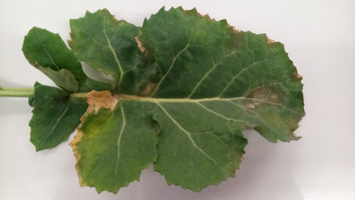 Bayer’s SpotCheck initiative open for OSR leaf samples Credit ADAS - light leaf spot_1
