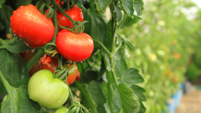 Perstorp potassium formate receives EU registration Fresh,Tomatoes,Plants