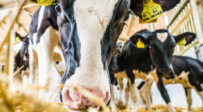 Agri-tech project highlights benefits to dairy-beef sector