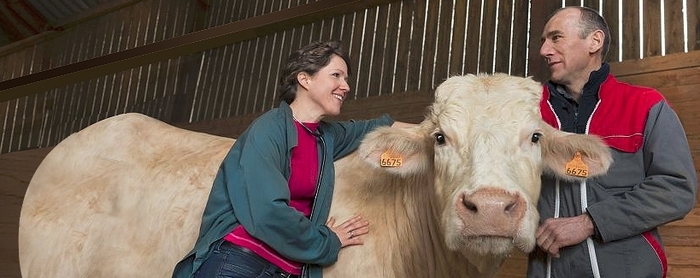 Stop Costly Losses at Housing by Controlling Cattle Parasites