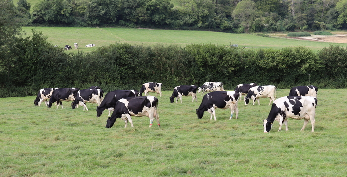 Calm before the storm for dairy profits Calm before the storm for dairy profits