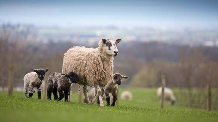 Pre-tupping nutrition check is crucial to maximising lamb sales Fatty acids play a vital role in brain and eye development
