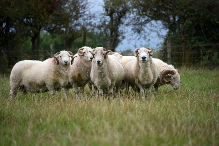Welsh Hill breeding index improves stock selection