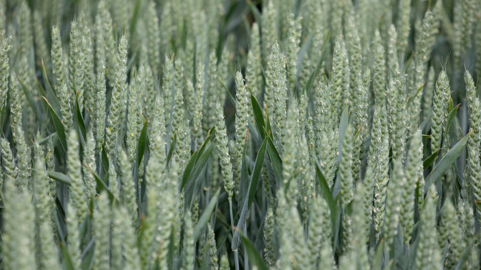 Look behind the Septoria headlines LG Astronomer