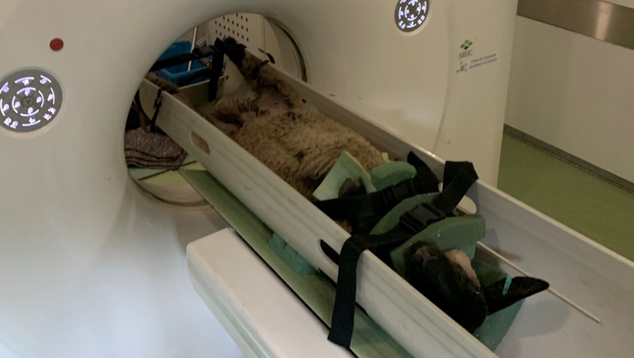 Machine learning could accelerate disease detection in sheep Machine learning could accelerate disease detection in sheep