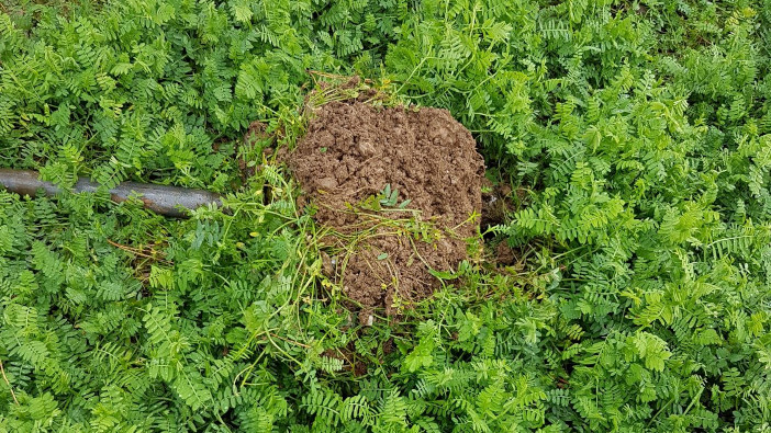 New trials show phacelia and oil radish to be soil saviours RS