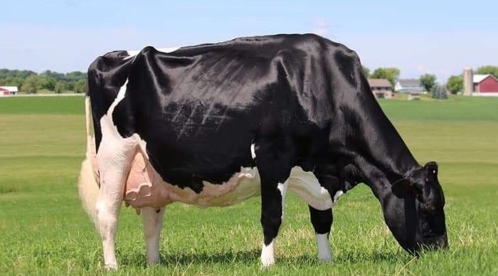 Internationally Acclaimed Dairy Genetics To Go Under The Hammer Harrison & Hetherington’s Black & White Sale provides an opportunity to invest in some of the world’s foremost dairy genetics.