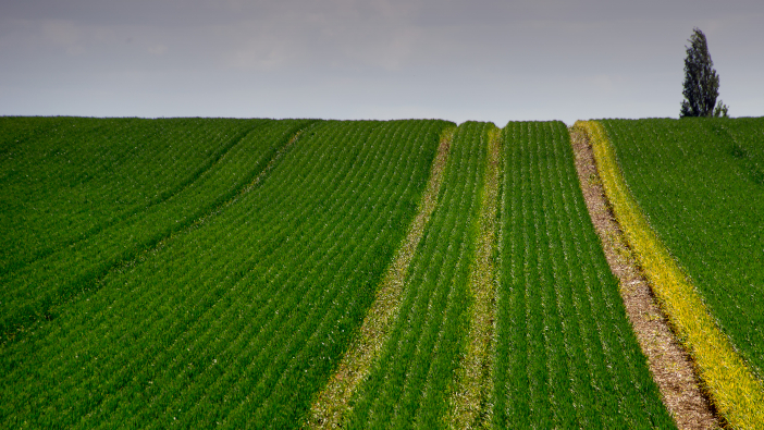A,Wheat,Field,In,Sawbridgeworth,In,The,Early,Summer,With
