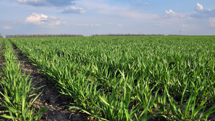 Good,Crops,Of,Winter,Wheat,In,The,Spring,Farm,Field