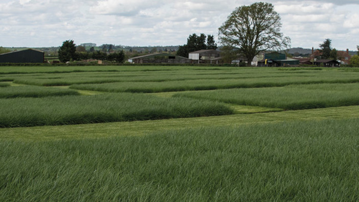 Four Barenbrug varieties added to the Recommended Lists Cropvale_Blank_1900x500