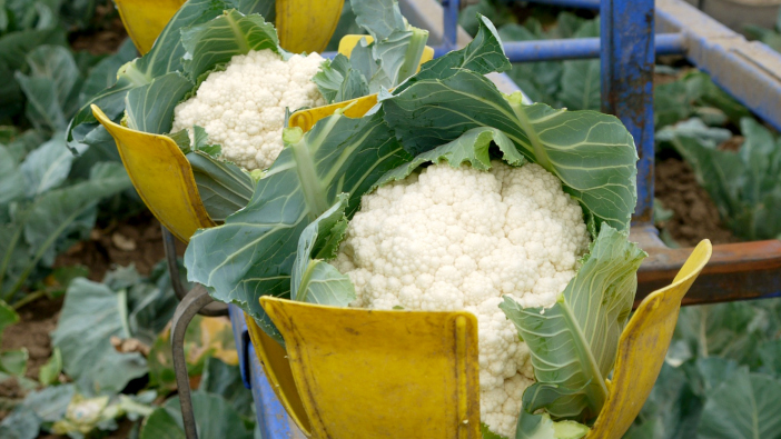 Seminis to showcase new varieties in January Curdivex cauliflower 1 © Bayer Crop Science