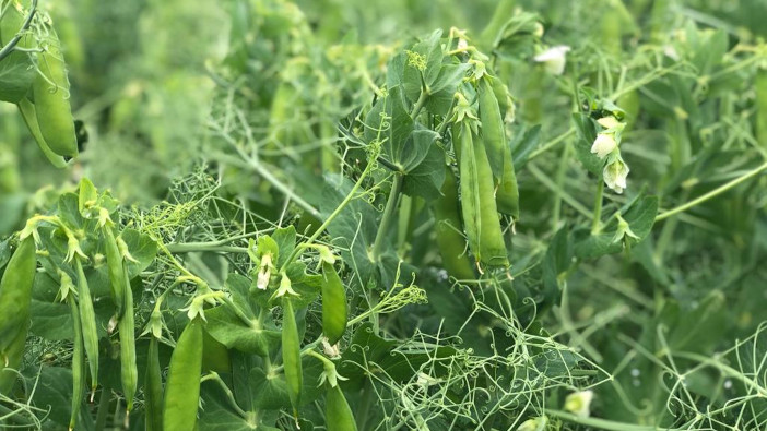 Could peas replace sugar beet in a Norfolk farmer’s rotation? David Wroth Aviator