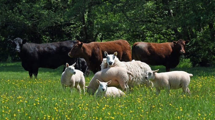 Defra relaxes rules to help farmers feed their livestock amid drought Welsh livestock numbers stay steady