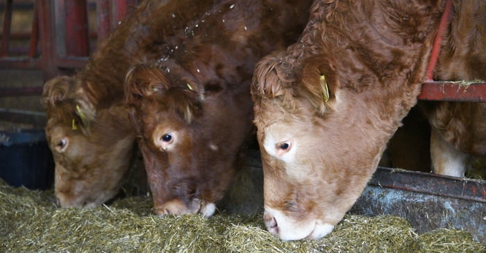 Managing calves for better health and performance Managing calves for better health and performance
