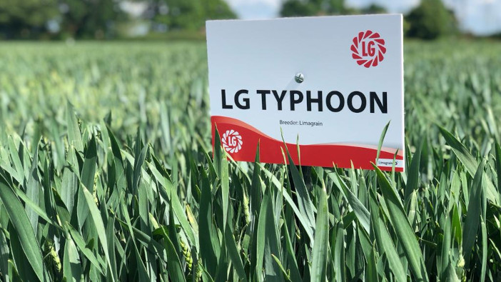 Limagrain’s LG Typhoon makes the AHDB Recommended List LG Typhoon