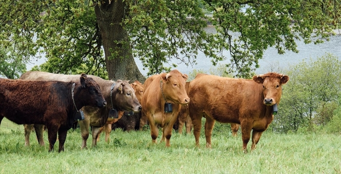 Nofence virtual fencing technology at AgriScot