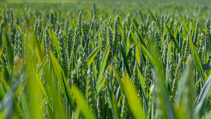 Three RAGT varieties promoted to the Recommended List RGT Bairstow 3