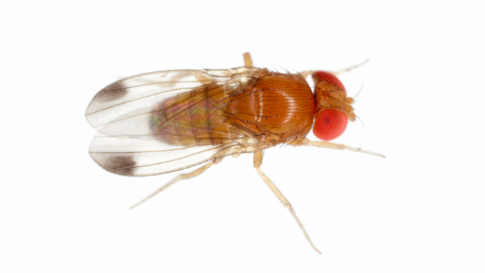 Drosophila,Suzuki,-,Commonly,Called,The,Spotted,Wing,Drosophila,Or