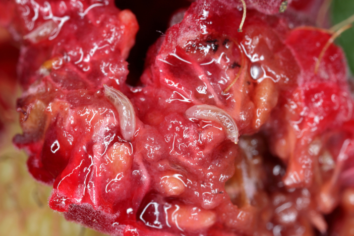 Larvae,Of,Drosophila,Suzuki,In,The,Raspberry,Fruit.,It,Is