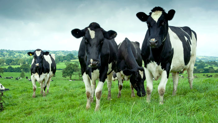 Free webinar for dairy farmers as crucial transition period approaches Cows