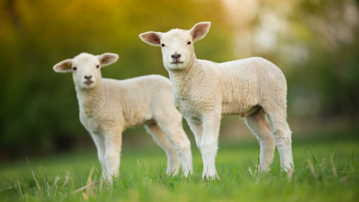US market opens doors to UK lamb from 2022 Cute,Little,Lambs,On,Fresh,Spring,Green,Meadow,During,Sunrise
