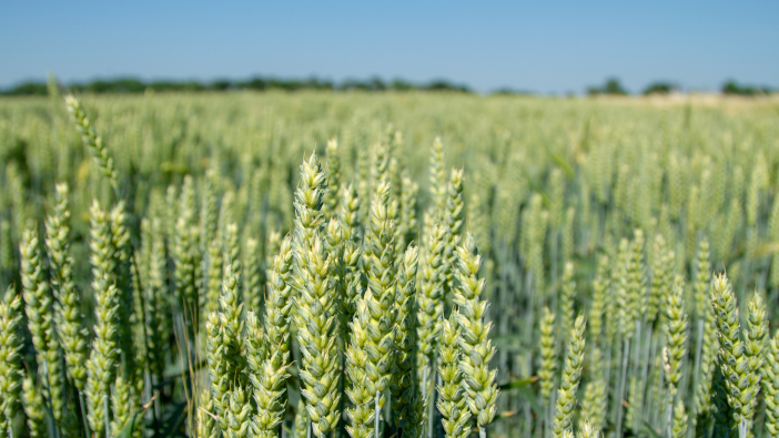 Spotlight on spring cropping options Magnificent,Ears,Of,Elite,Barley,In,The,Field.,Advertising,Of