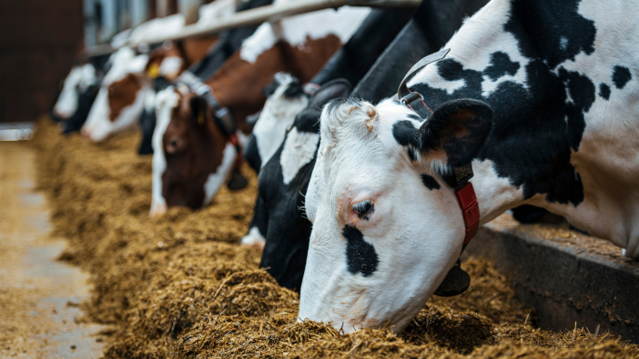 AHDB Agri-Market Outlook: farm plans need to be well-considered Dairy,Cows,In,Milk,Farm.