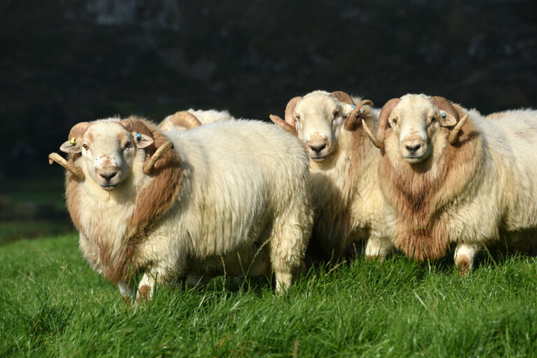 Hill Farming Project Makes Big Strides Hill Farming Project Makes Big Strides