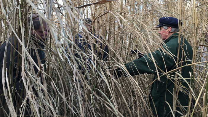 January Miscanthus farm walk (2)