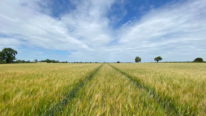 Limagrain’s Diablo delivers for northern distillers LG Diablo Spring Barley