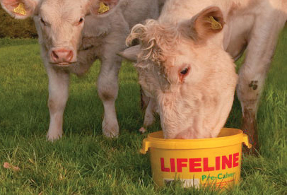 Address nutritional shortfalls in forage ahead of calving and lambing Address nutritional shortfalls in forage ahead of calving and lambing