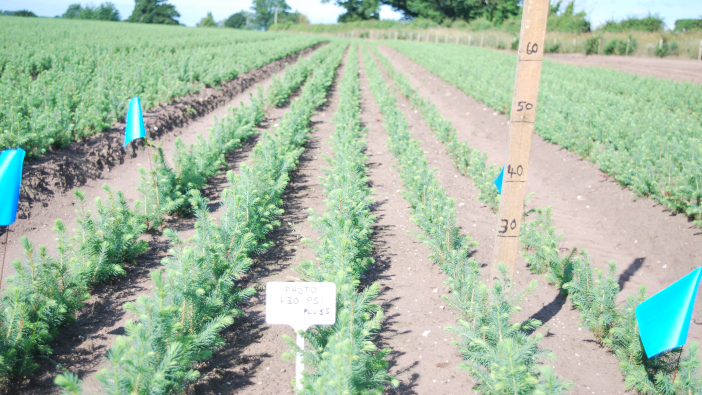 New tree production facility could fulfil industry aspirations Miniplugs