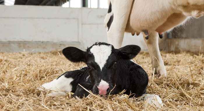 Optimising calf health and performance webinars Optimising calf health and performance webinars